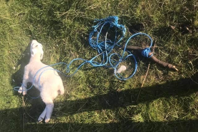 A farmer has been left devastated after discovering one of her lambs had died after being tied up in a Leeds field - allegedly by four teenagers.