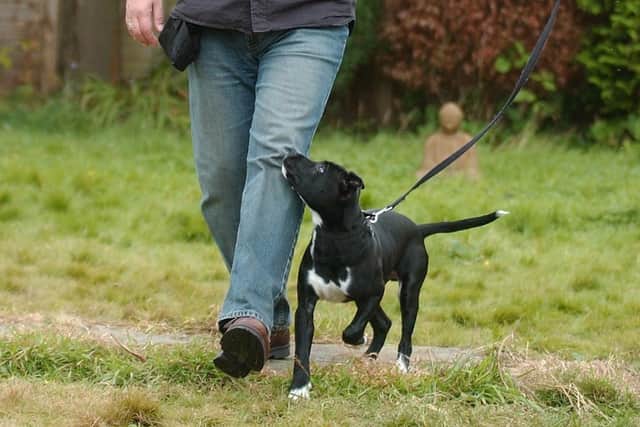 A total of 150 dogs were stolen in West Yorkshire between January 2020 and February 2021.