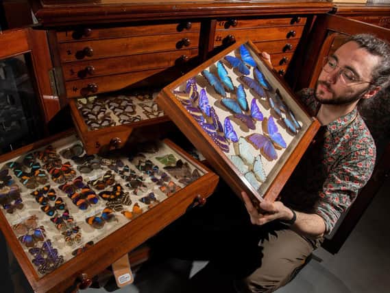 Curator Milo Phillips who is running a project to empower women in science with Leeds Discovery Centre's insect collection (photo: Bruce Rollinson)