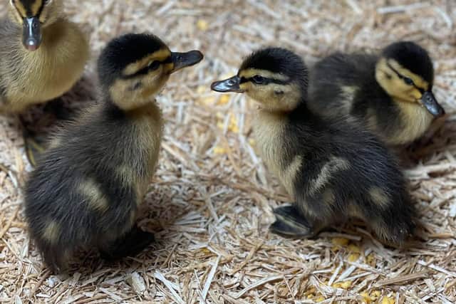 A group of quick thinking women have been praised across social media after saving a family of ducklings - using a Youtube video.