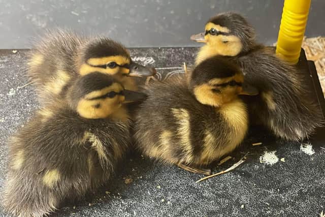 A group of quick thinking women have been praised across social media after saving a family of ducklings - using a Youtube video.