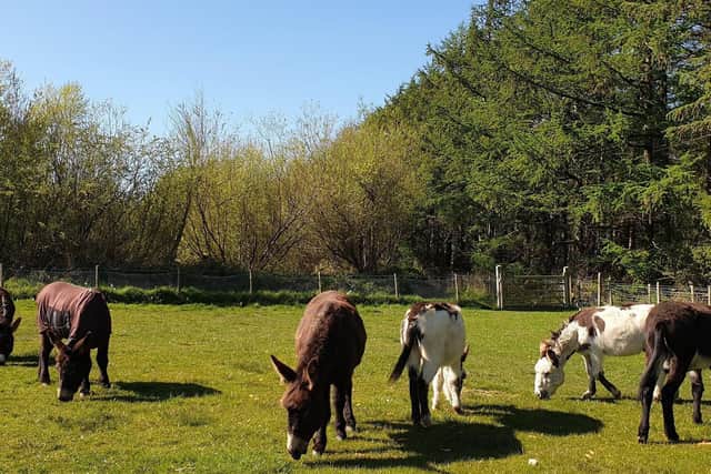 Rescued donkeys at the sanctuary in Eccup.
