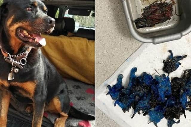 They say if the glove fits wear it; but what happens if you’re a dog and find your owner’s supply of PPE gloves in the car?