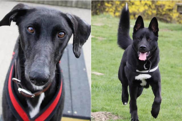 Mighty Mike (left) and Ronan (right) (photos: Leeds Dogs Trust)
