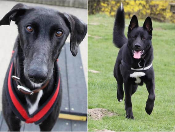 Mighty Mike (left) and Ronan (right) (photos: Leeds Dogs Trust)