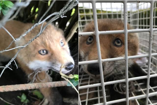The fox was rescued after getting trapped in some football netting in a back garden in Horsforth.