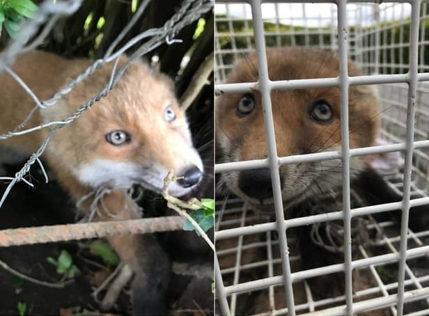 The fox was rescued after getting trapped in some football netting in a back garden in Horsforth.