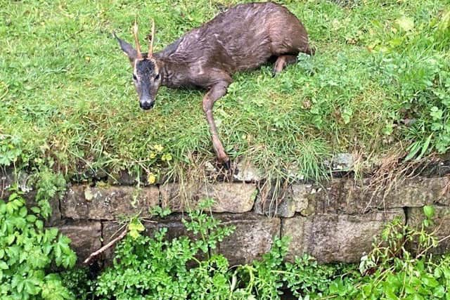 West Yorkshire Fire and Rescue Service saved the deer