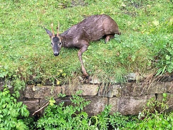 West Yorkshire Fire and Rescue Service saved the deer
