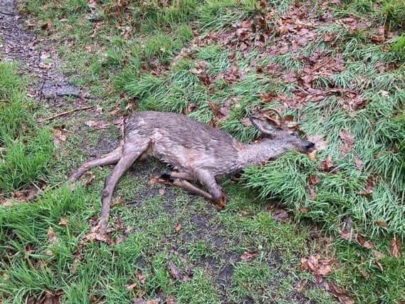 The Wildlife and Rural Crime team said a hunting with dogs offence had been recorded after three lurcher type dogs killed the deer at Huddersfield Golf Club, Fixby at around 4pm on May 7.
