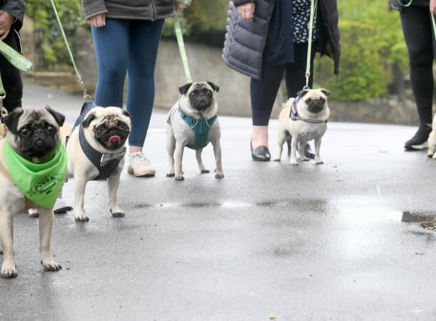Pugs line-up outside the Bramhope Village Pizza after their doggy takeaway