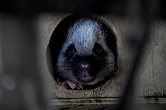 Clyde the nocturnal cloud rat in the new Nocturnal House at Lotherton Wildlife World. Picture: Simon Hulme