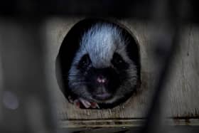 Clyde the nocturnal cloud rat in the new Nocturnal House at Lotherton Wildlife World. Picture: Simon Hulme