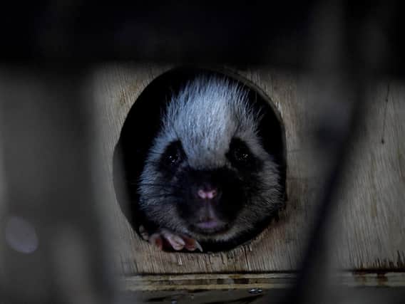 Clyde the nocturnal cloud rat in the new Nocturnal House at Lotherton Wildlife World. Picture: Simon Hulme