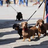 The event is a chance for Dachshunds and their owners to mingle with other furry friends - with free ‘Puppuccinos’ and dog treats at the door and competitions for the best-dressed pooches.