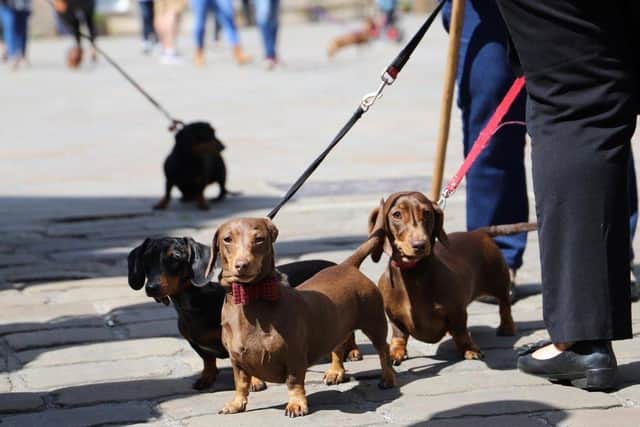 The event is a chance for Dachshunds and their owners to mingle with other furry friends - with free ‘Puppuccinos’ and dog treats at the door and competitions for the best-dressed pooches.