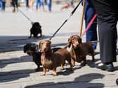 The event is a chance for Dachshunds and their owners to mingle with other furry friends - with free ‘Puppuccinos’ and dog treats at the door and competitions for the best-dressed pooches.