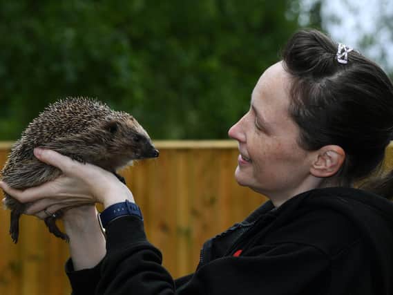 Nikki Allen pictured with rescued hedgehog Doreen.

Photo: Jonathan Gawthorpe