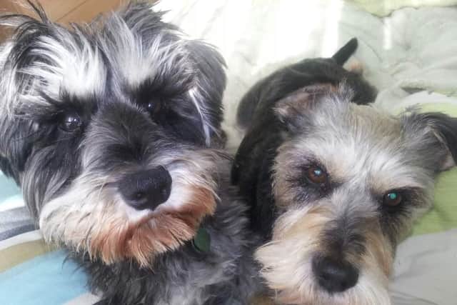 Morley and Outwood MP Andrea Jenkyns said she was "duped" into getting Godiva, her Miniature Schnauzer (left), in 2011 from a puppy farm in Lincolnshire which was later closed down.