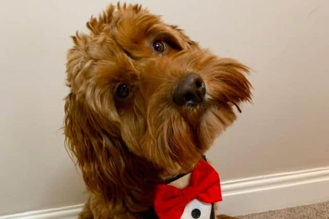 Bennie Best - Top Pet 2021 champion. (Photo by Georgia Best)