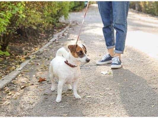 A total of 60 dogs were stolen in Leeds between January 2020 and May 2021