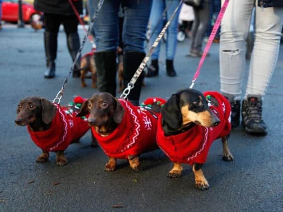 Dachshunds in a Christmas walk in Roundhay Park.