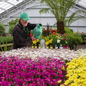 Tong Garden Centre has been given the go-ahead to build a site in Tingley. Pictured: Joe Appleyard  plant supervisor, waters the argyranthemums at Tong Garden Centre