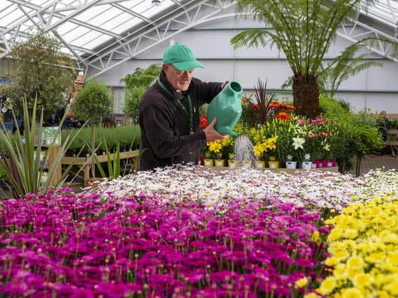 Tong Garden Centre has been given the go-ahead to build a site in Tingley. Pictured: Joe Appleyard  plant supervisor, waters the argyranthemums at Tong Garden Centre