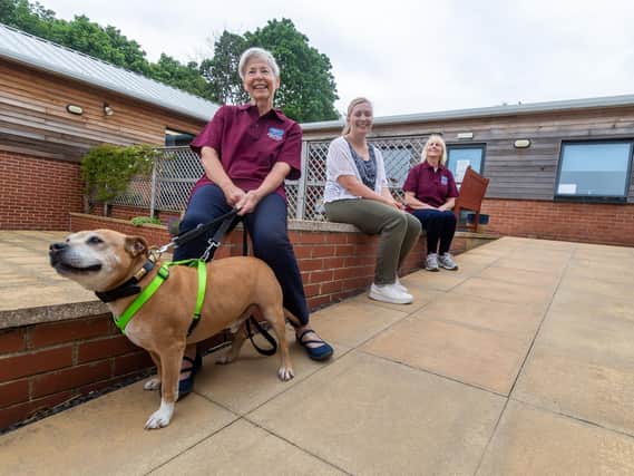 Elaine Murthick -  holding Marshall, a Staffordshire Bull Terrier.
Looking on are Sally Balmforth and Sue Sykes.

Photo: James Hardisty