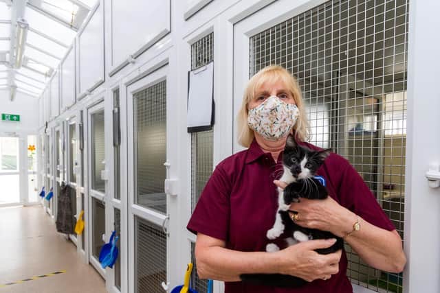 Sue Sykes, who works in the cattery at the centre, holds a kitten called George.