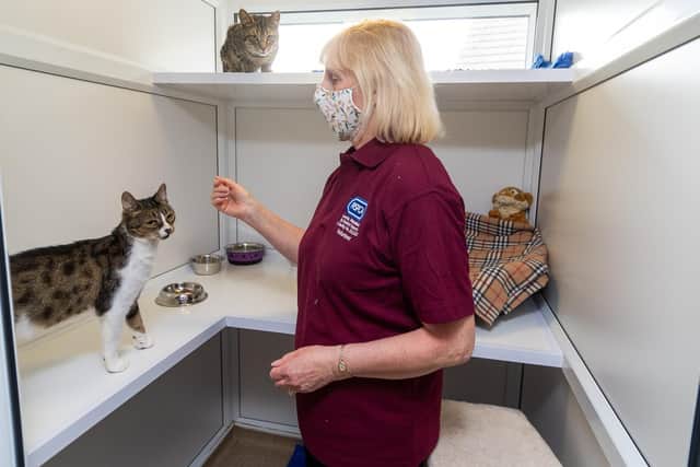 Sue Sykes, who works in the cattery, checking on the condition of Teddy and Tiger.

Photo: James Hardisty