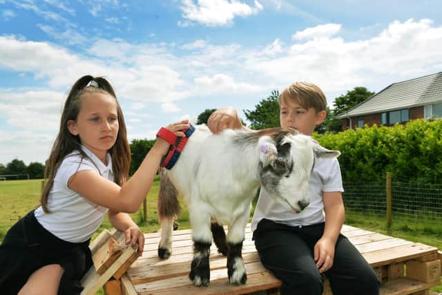 Learning how to care for the goats is part of school lessons and an after school club.