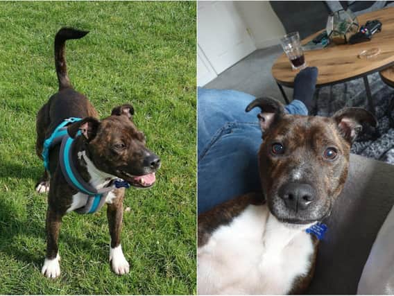 Staffie cross abandoned in West Yorkshire looking for new home after incredible recovery