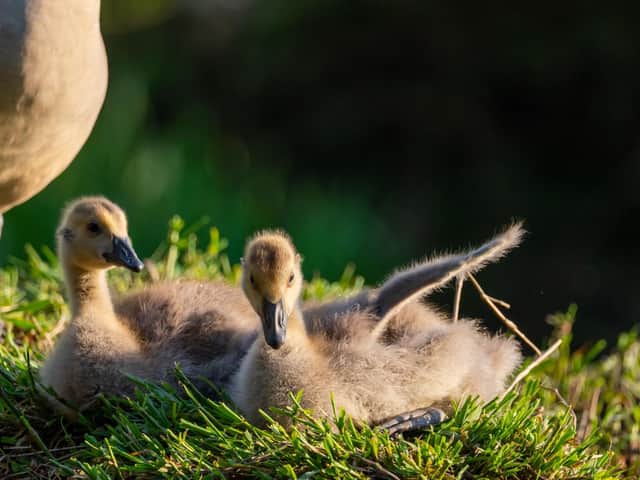 Milo Chandler stumbled upon the family of Canada geese during a walk along the River Aire in Kirkstall.