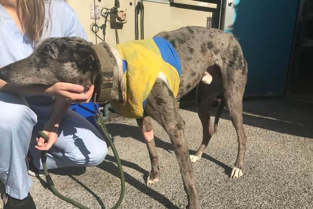 Blue, a Merle greyhound, was found in Leeds with a gaping wound in his chest.