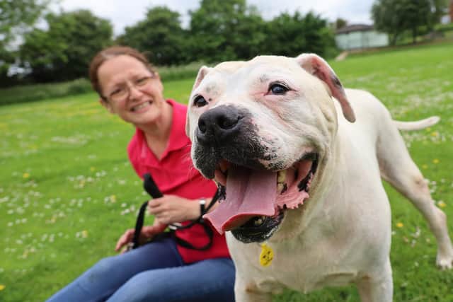 Dogs Trust Leeds' Sue and Major.