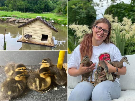 The ducklings are thriving at Caroline Appleby's home in Rawdon - living in a custom built duck house on a stretch of water.