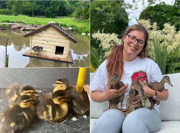 The ducklings are thriving at Caroline Appleby's home in Rawdon - living in a custom built duck house on a stretch of water.
