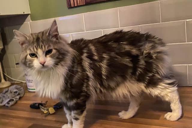Muffin the cat who has been missing for nearly a year but has been reunited with his owners.