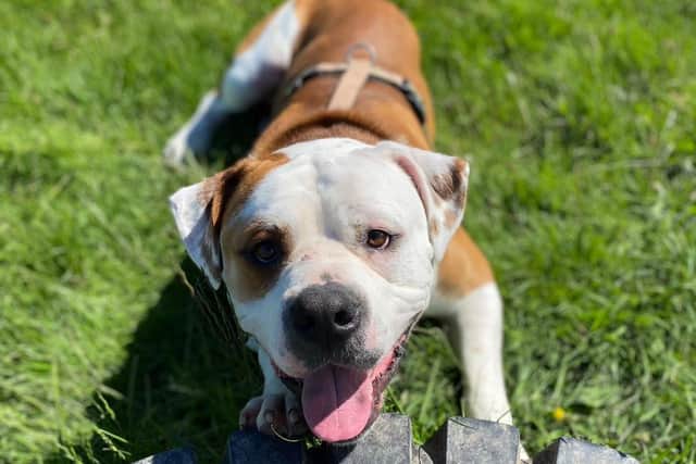 Fundraising to help abandoned dog left chained up at RSPCA Leeds and ...