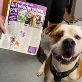 Hector was found chained up at the animal centre's gates and staff later found out he was trained in German. Photo: RSPCA Leeds, Wakefield & District Branch