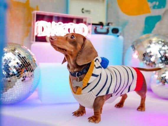It's a disco paw-ty which promises the pawfect treat for dancing dashshunds.