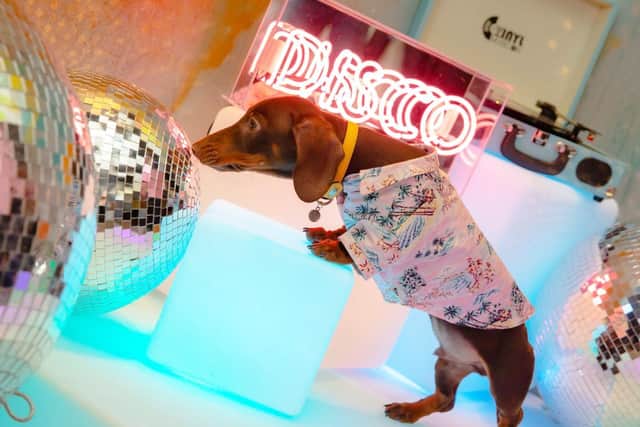 It's a disco paw-ty which promises the pawfect treat for dancing dashshunds.