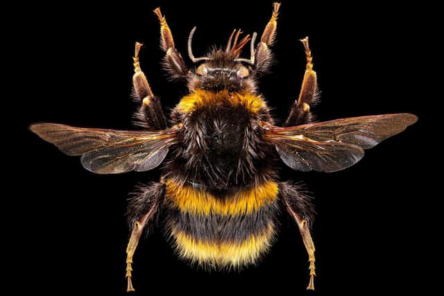 Bumble bee. PIC: Ed Hall and Leeds Museums and Galleries