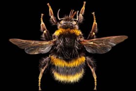 Bumble bee. PIC: Ed Hall and Leeds Museums and Galleries