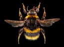 Bumble bee. PIC: Ed Hall and Leeds Museums and Galleries