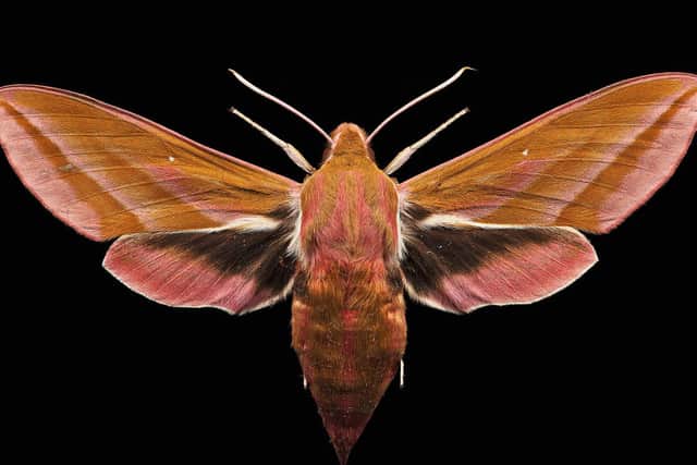 EleHawkMoth. PIC: Ed Hall and Leeds Museums and Galleries