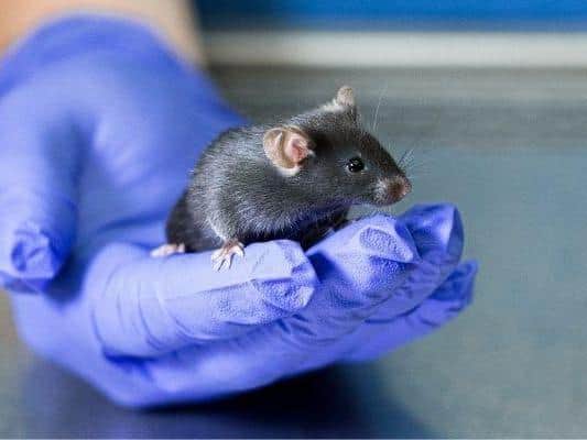 Scientists in Yorkshire say they have successfully reversed age-related memory loss in elderly mice