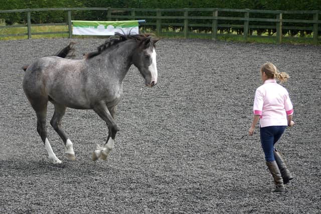 Lynn Henry, founder of Think Like a Pony