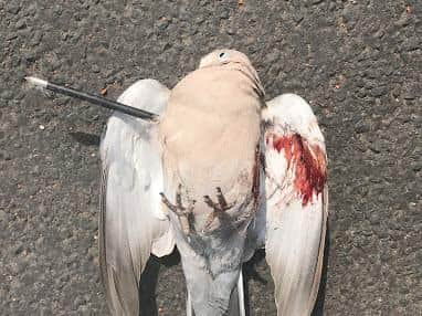 A collared dove shot with a crossbow is among the incidents reported to the RSPCA in recent months.